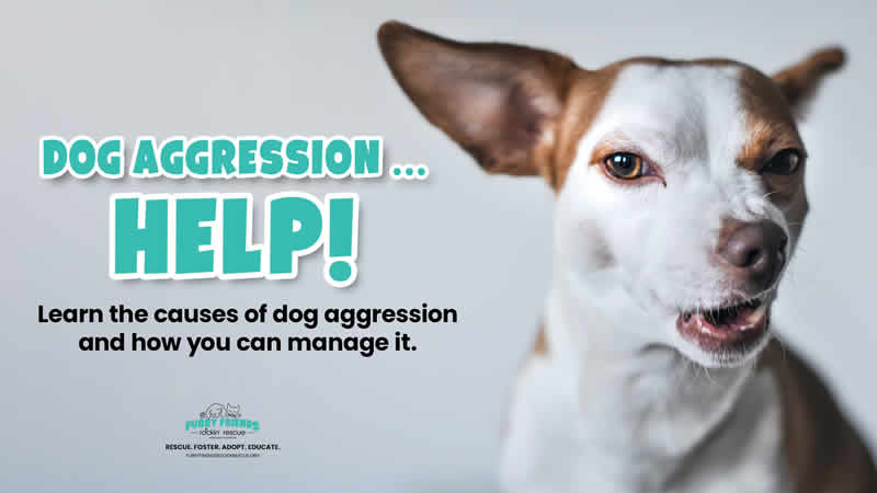 Learn about reasons a dog may be aggressive and how you can help manage that behavior.